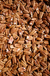 Mammoth Pecan Halves - Commercial quality USDA Fancy Western Halves.  Count 250 halves per pound or less.  Westerns are considered to be the premier commercial pecan. Sold in thirty pound Vac- packed cases.  
