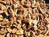 Our best pecans shelled and graded #1. Fancy Mammoth sized halves for baking or snacking.